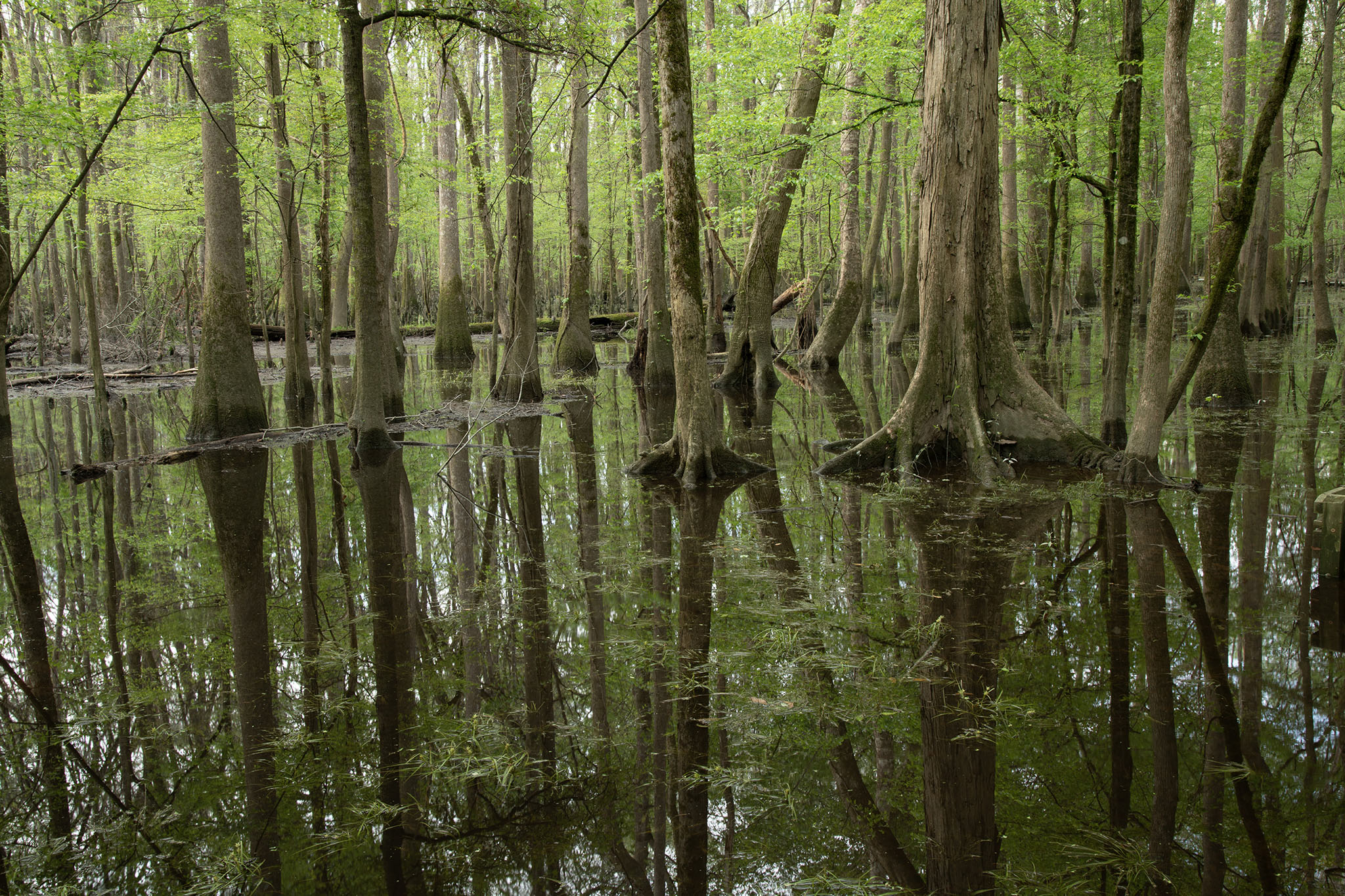 Congaree National Park